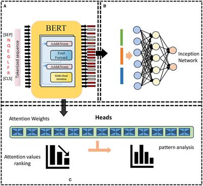 Integration of natural and deep artificial cognitive models in medical images: BERT-based NER and relation extraction for electronic medical records